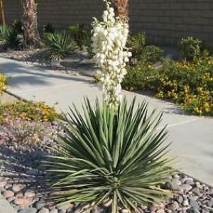 Yucca filamentosa – výška 30-50cm, kont. C2L (-30°C)
